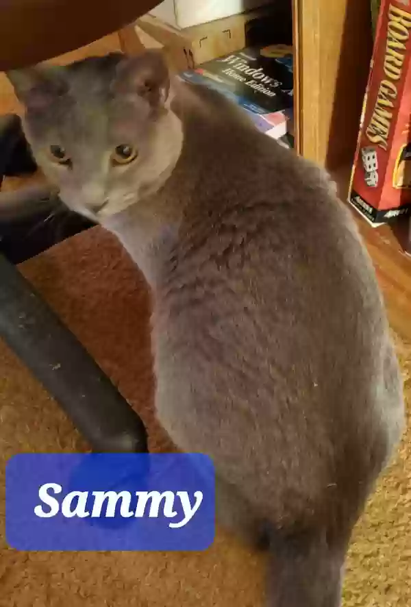 adoptable Cat in Phoenix,AZ named Sammy